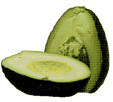 Avocado